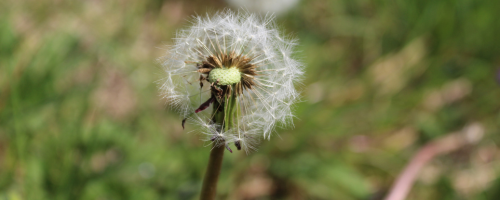 Weed Controls